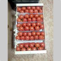 Tomate de Colgar